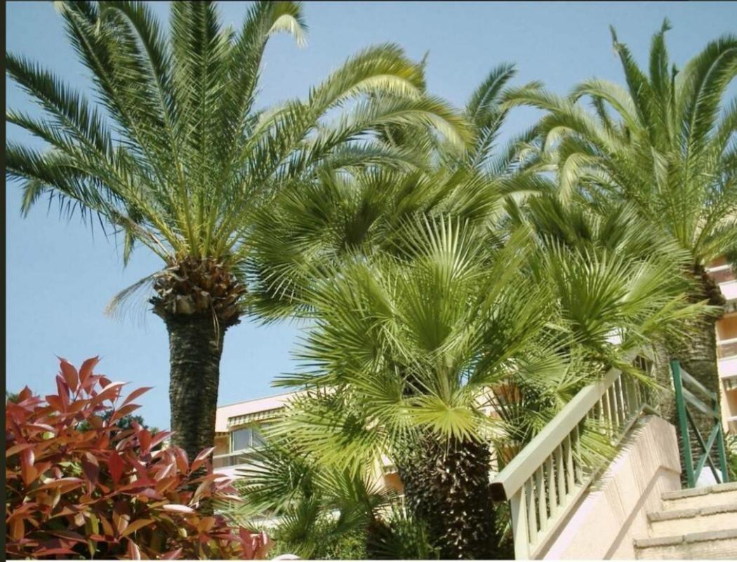 Appartement Angela Golfe-Juan Extérieur photo
